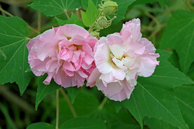 木芙蓉