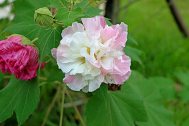 木芙蓉