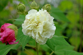 木芙蓉