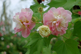 粉色木芙蓉花