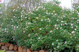 木芙蓉