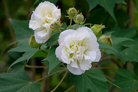 木芙蓉