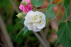 木芙蓉
