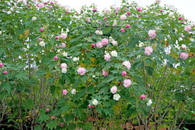 木芙蓉
