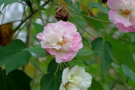 木芙蓉