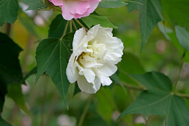 木芙蓉