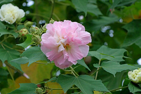 木芙蓉