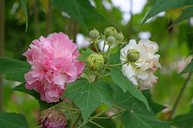 木芙蓉