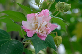 木芙蓉