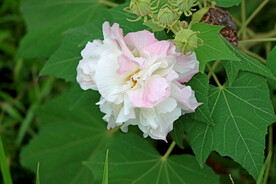 木芙蓉