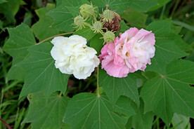 木芙蓉