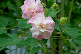 木芙蓉