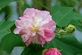 木芙蓉