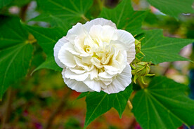 木芙蓉