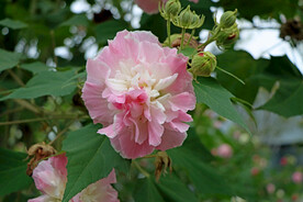 木芙蓉