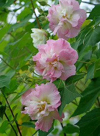 木芙蓉