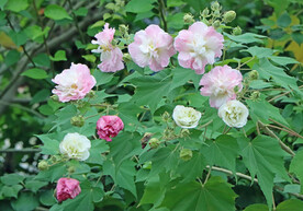 木芙蓉