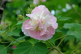木芙蓉