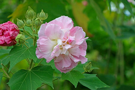 木芙蓉