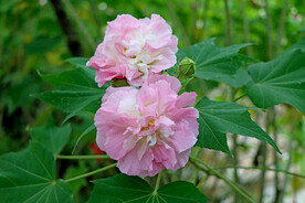 木芙蓉