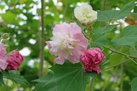 木芙蓉