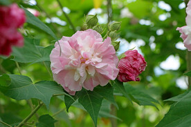 木芙蓉