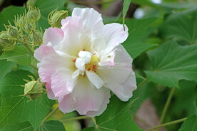 木芙蓉