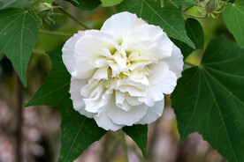 木芙蓉
