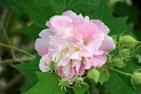 木芙蓉