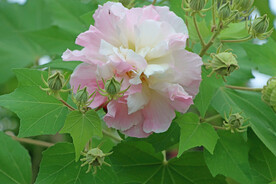 木芙蓉