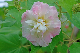 木芙蓉