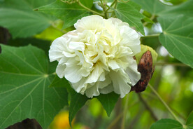 木芙蓉