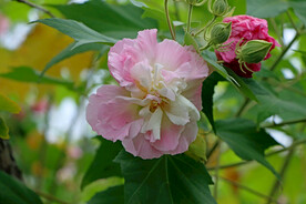 木芙蓉