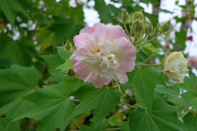 木芙蓉