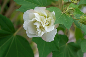木芙蓉