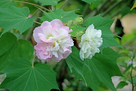 木芙蓉