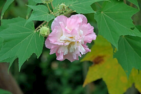 木芙蓉