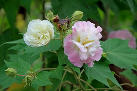 木芙蓉