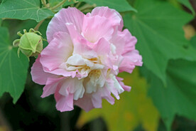 木芙蓉