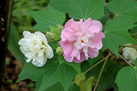 粉色木芙蓉花