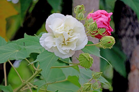 木芙蓉