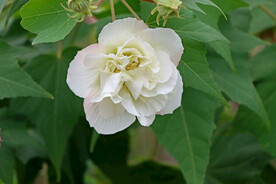 木芙蓉
