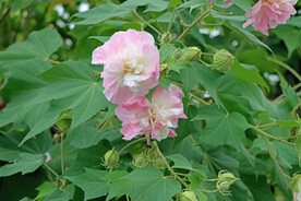木芙蓉