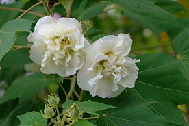 木芙蓉