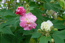 木芙蓉