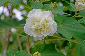 木芙蓉