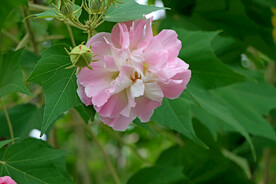 木芙蓉