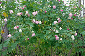 木芙蓉