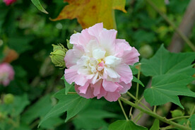 木芙蓉