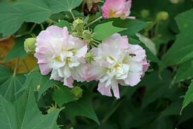 木芙蓉